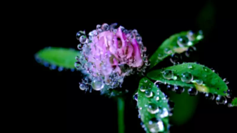 2026 Cemre Düşme Tarihleri: Üçüncü Cemre Ne Zaman Toprağa Düşecek?