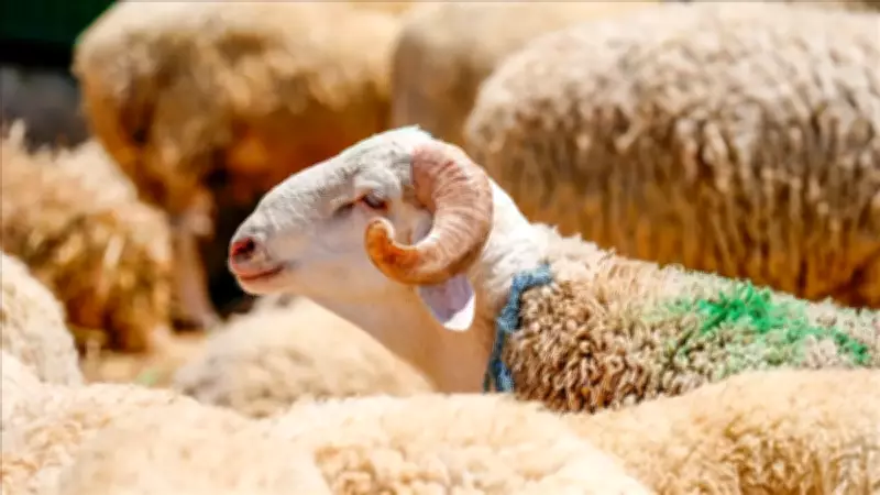 2026 Kurban Bayramı Tarihleri ve Kurbanlık Fiyatları Açıklandı mı?