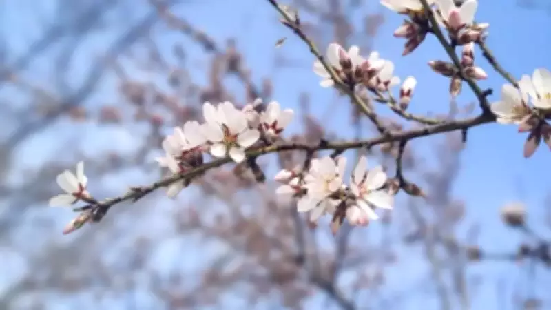 2026 İlkbahar Ekinoksu: Baharın Başlangıcı ve Özellikleri