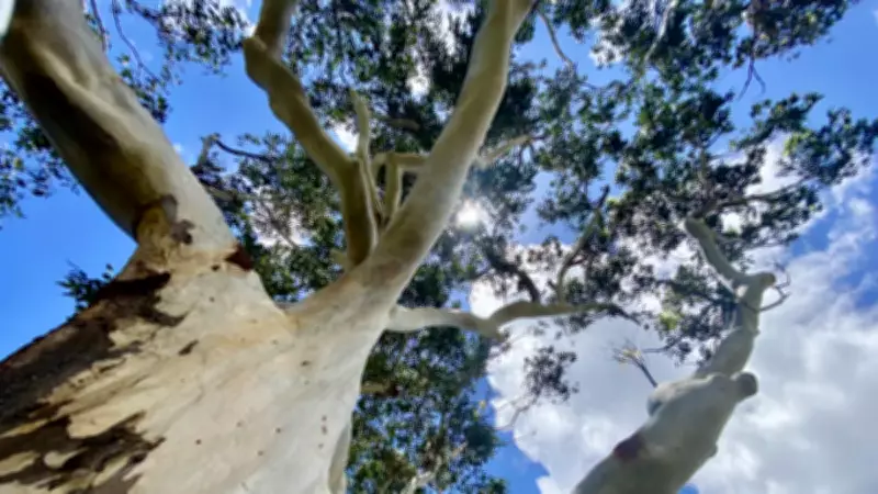 566 Yıllık Coolabah Ağacı İklim Değişiminin Sırlarını Açığa Çıkardı