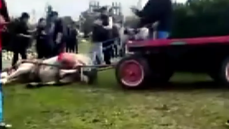 Adana'da Atlara Eziyet Edenlere Temizlik Cezası: Haftada Bir Gün Barınak Temizleyecekler