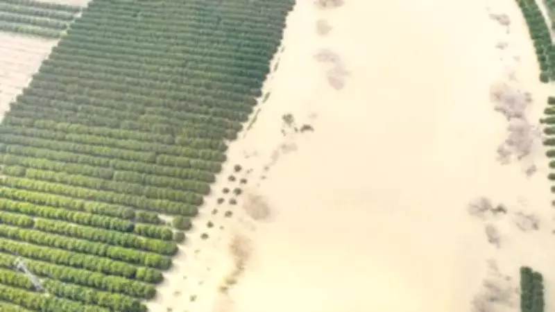 Adana'da Çiftçileri Vuran Sel Felaketi: Tarlalar Sular Altında Kaldı