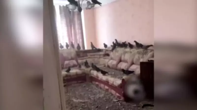 Açık Pencereyi Unutan Ev Sahibini Güvercin İstilası Şaşırttı