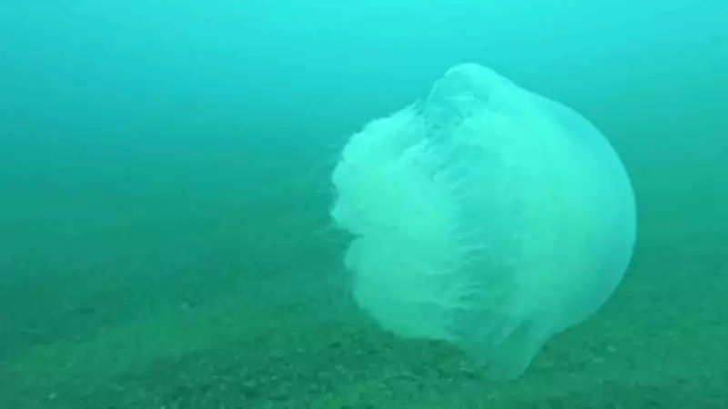 Akdeniz'de Dev Denizanası Alarmı: Antalya Körfezi'ne Sürüklendiler