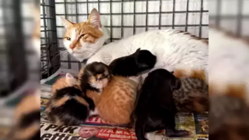 Alanya'da Hüzünlü Bayram: Gebe Köpek Kurtarılamadı, Yavrulara Anne Kedi Sahip Çıktı