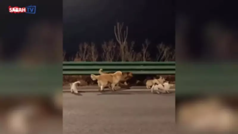 Çalınan 7 Köpek 17 Kilometre Yürüyerek Eve Döndü: İnanılmaz Sadakat Hikayesi