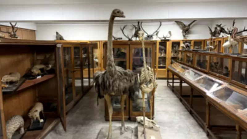 Ankara Üniversitesi Zooloji Müzesi: 2. Dünya Savaşı Döneminde Genişleyen Doldurulmuş Hayvan Koleksiyonu