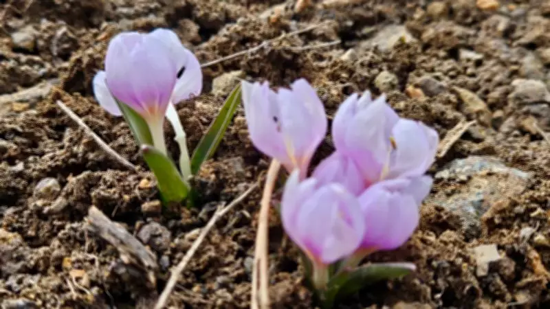 Çankırı'da Baharın Müjdecisi Kar Çiçekleri Renk Cümbüşü Oluşturdu