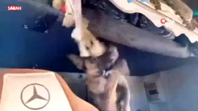 Şanlıurfa'da Narkotik Köpeği 33 Kilo Skunk Maddesini Ortaya Çıkardı