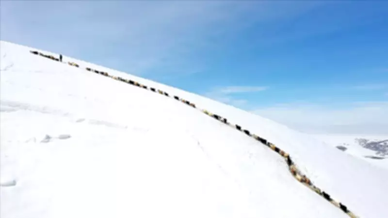 Ağrı'da Küçükbaş Hayvanların Karlı Dağlardaki Tek Sıra Beslenme Mücadelesi