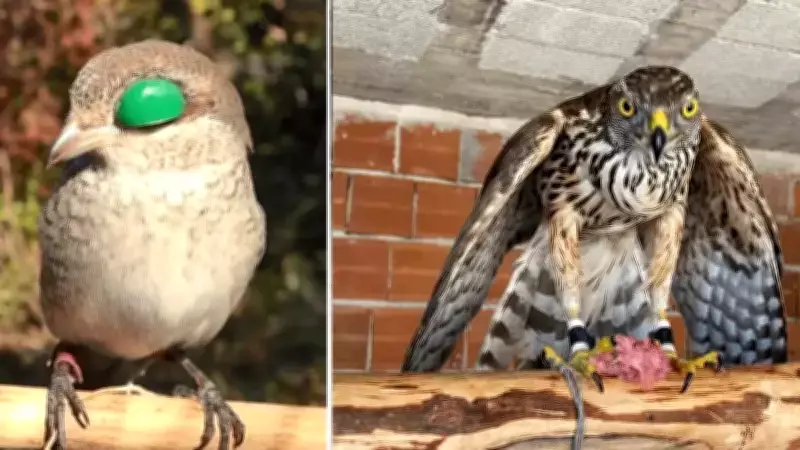 Atmacacılık Geleneği Yasal Zemine Kavuştu: Kanunda Tarihi Değişiklik