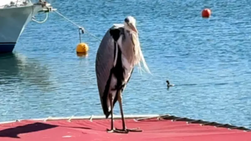 Avcılar Balıkçı Barınağı'nın Maskotu 'Cabbar' 5 Yıldır Balıkçıların Gözdesi