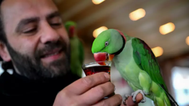 Avcılar'da Papağanlarıyla Hayatını Paylaşan Muhammed İpekçi'nin Sıra Dışı Dostluğu