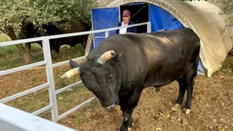 Aydın'da Erik Bahçesinde Boğa Saldırısı: Çiftçi Ağır Yaralandı