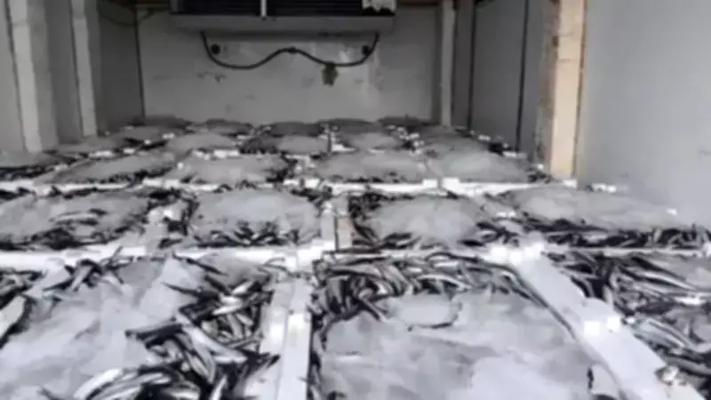 Aydın'da Kaçak Balık Avcılığına Sıkı Denetim: 290 Kasa Balığa El Konuldu