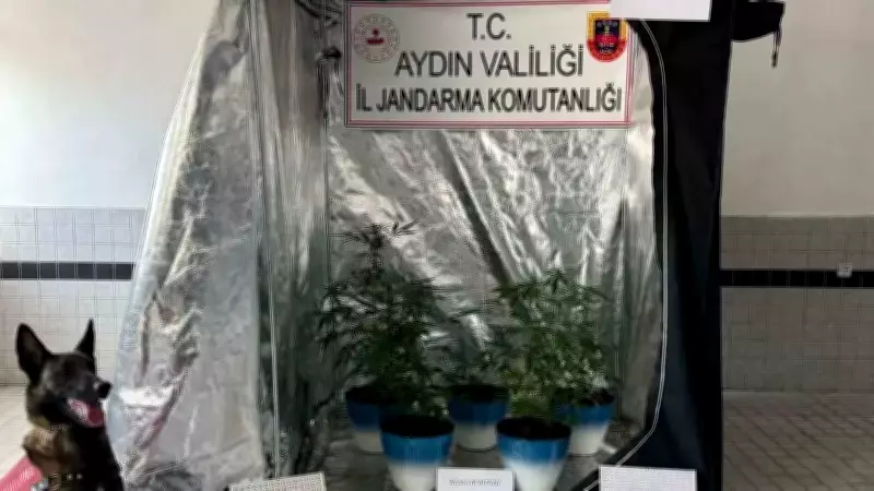 Aydın'da Uyuşturucu Operasyonu: Evde Kenevir Yetiştirme Düzeneği Ele Geçirildi