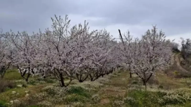 Baharın Erken Gelişi Çiftçileri Endişelendiriyor: Don Riski Artıyor