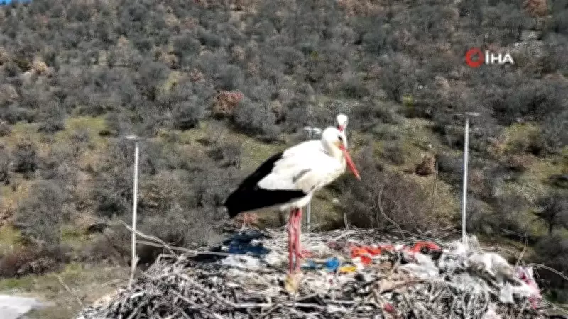 Baharın Müjdecisi Leylekler, Zorlu Göçün Ardından Ankara'ya Ulaştı