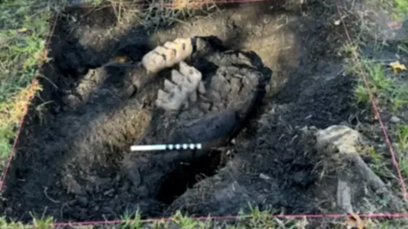 Bahçesindeki Taş Sandığı Fosil Çıktı: 11.500 Yıllık Mastodon Keşfedildi