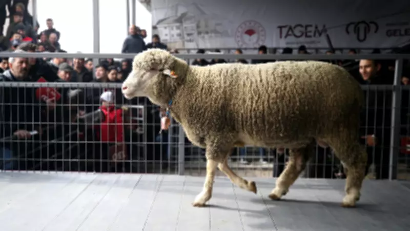 Balıkesir'de Rekor Fiyat: 1 Milyon 110 Bin TL'ye Koç Satıldı