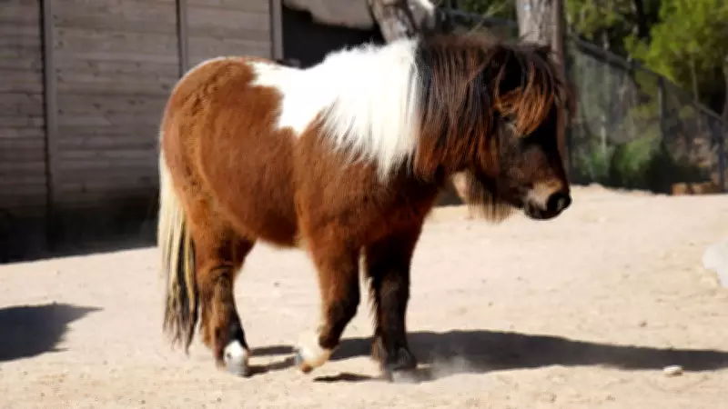 Bayramda Doğan Midilli 'Şeker', Antalya'da 1 Yaşına Giriyor