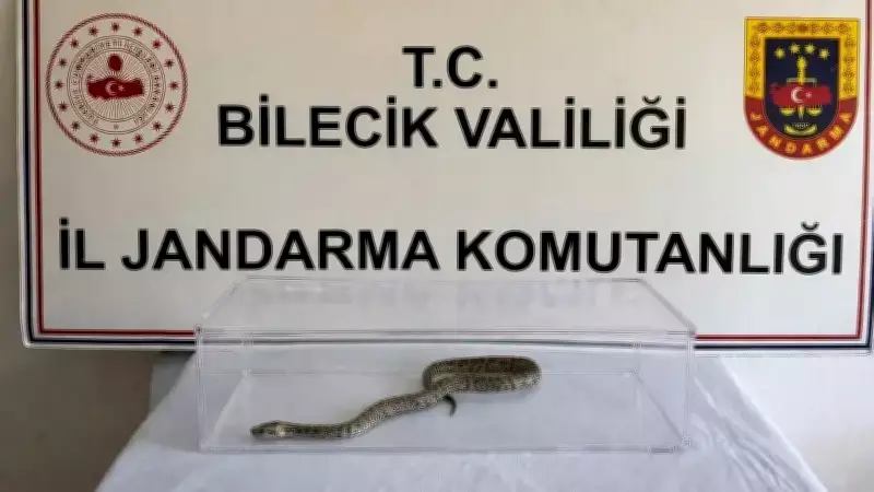 Bilecik'te Nesli Tükenmekte Olan Labirent Burma Pitonu Yakalandı