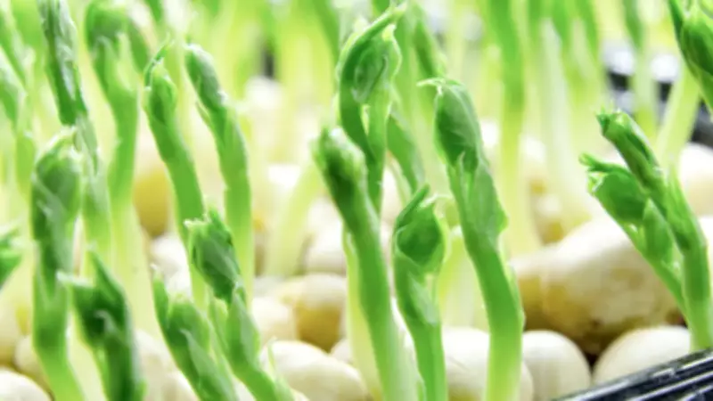 Bilim İnsanları Ay Toprağında Nohut Yetiştirerek Uzayda Tarımda Çığır Açtı