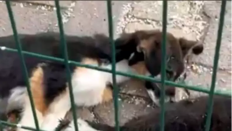 Burdur Bucak'taki Barınakta Köpek Ölümleri İddialarına İdari Soruşturma Başlatıldı