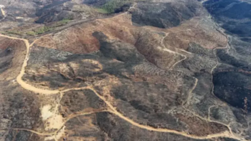 Bursa'da 2025 Yangınları Sonrası Büyük Rehabilitasyon: 2 Milyon Fidan Toprakla Buluştu