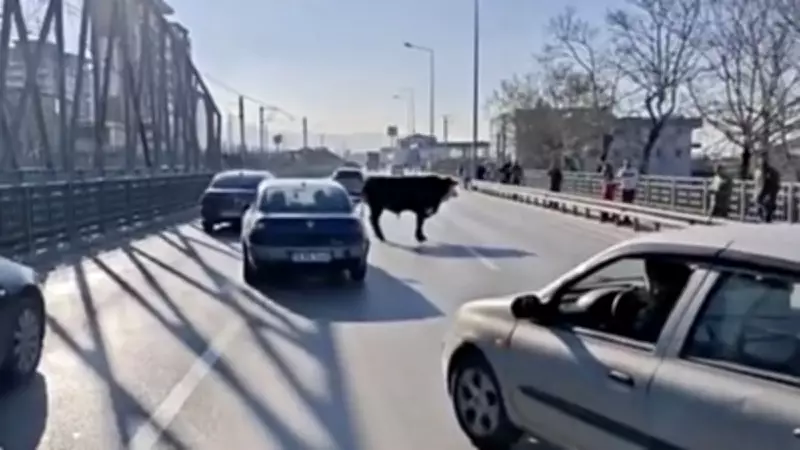 Bursa'da Çiftlikten Kaçan Boğa Trafikte Panik Yarattı