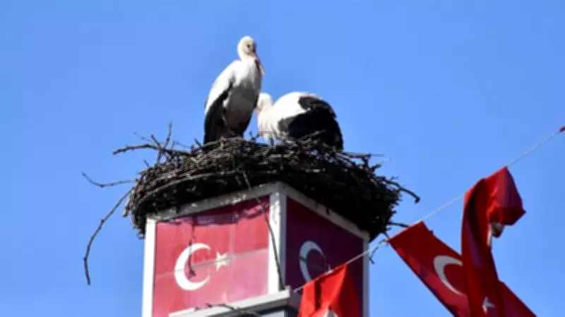 Can ve Canan Leylekler İznik'teki Yuvasında İkinci Yıllarında Buluştu