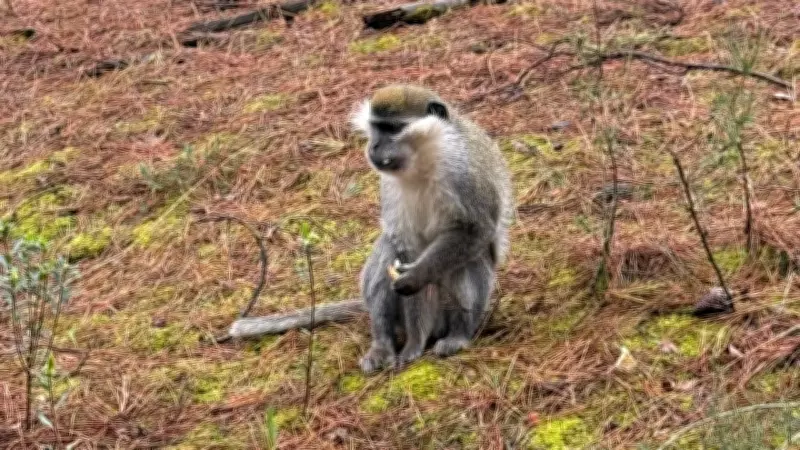 Denizli'de Mantar Arayan Vatandaş Ormanda Maymunla Karşılaştı