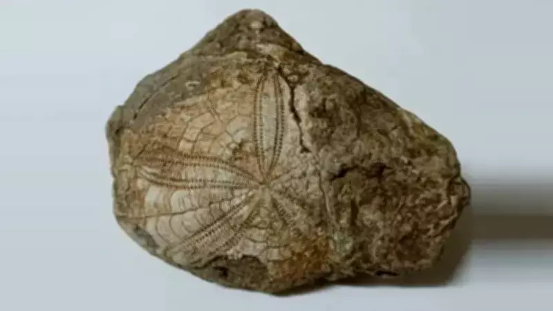 Denizli'de Milyonlarca Yıllık Deniz Yıldızı Fosili Keşfedildi