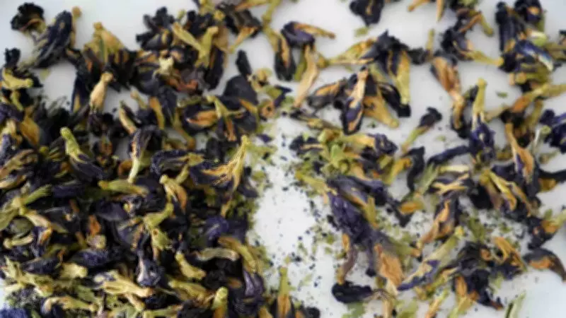 Doğal Renk Devrimi: Mavi Kelebek Çiçeği Gıda Endüstrisini Değiştirebilir