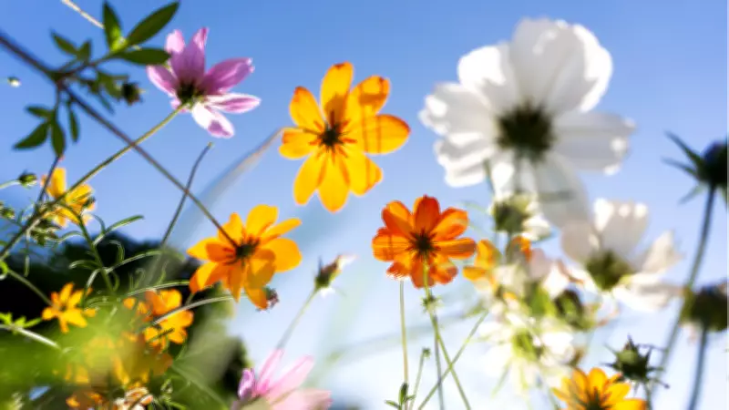 Doğanın Uyanış Sırrı Çözüldü: Bitkiler Çiçek Açma Zamanını Nasıl Anlar?