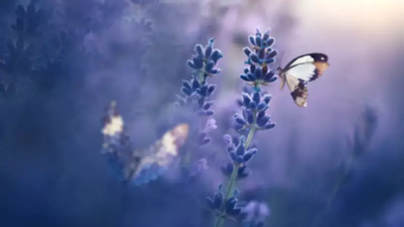 Doğum Tarihinizdeki Kelebek Enerjisini Keşfedin: Ruhunuzun Kanat Çırpışı