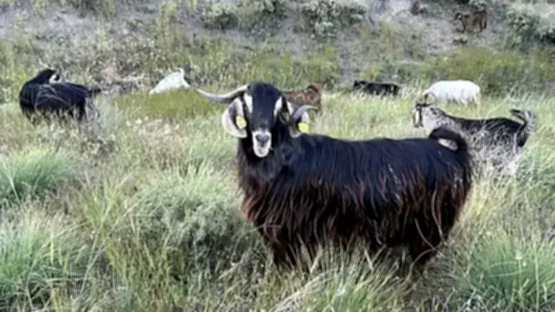 Edirne'de Bruselloz Vakası: Uzmanlar Çiğ Süt Tüketimine Karşı Uyarıyor