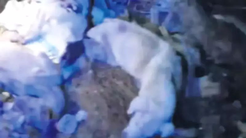 Edremit'te Vahşet: 40 Köpek Çuvallarda Ölü Bulundu, Belediye Küpeleri Dikkat Çekti