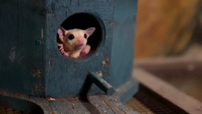 Şeker Planörleri Antalya'da Yeni Yuvalarına Kavuştu: Nesli Tükenme Tehlikesi Altında