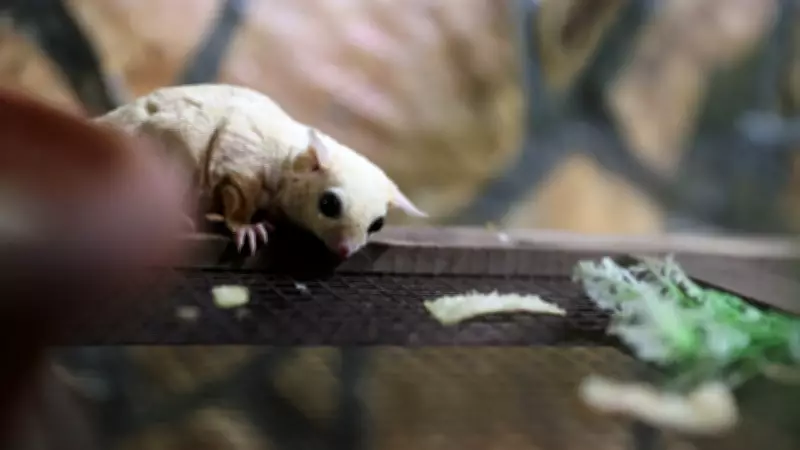 El Konulan 33 Şeker Planörüne Antalya Doğal Yaşam Parkı'nda Özenle Bakılıyor