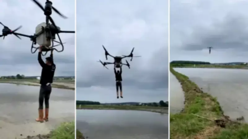 Çeltik Tarlasında Tehlikeli Yolculuk: Drone'a Asılıp Uçtu