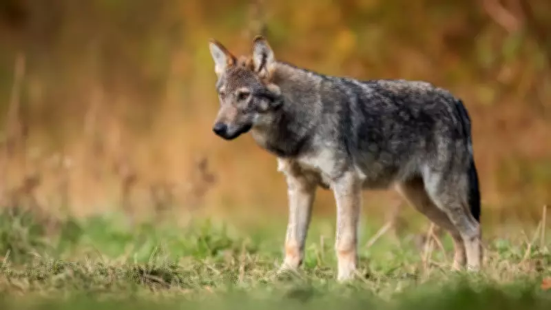 En Eski Köpek DNA'sı Anadolu'da Keşfedildi: Tarih 5 Bin Yıl Geriye Çekildi
