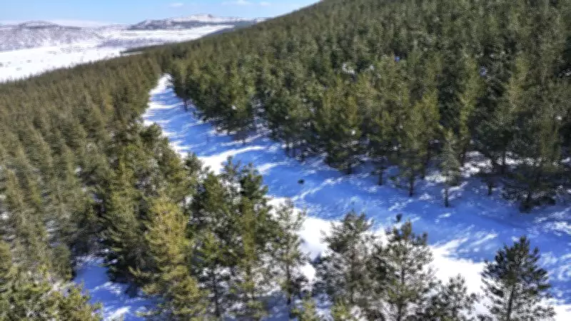 Erciyes Dağı'nda 15 Yılda 7 Milyon Fidan Toprakla Buluştu