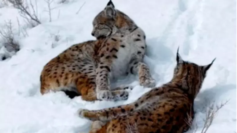 Erzincan'da Kar Üzerinde Görüntülenen Vaşak Ailesi Büyük İlgi Gördü