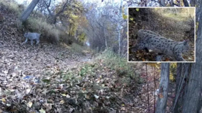 Erzincan'da Nadir Vaşak Görüntülendi: 'Ormanın Hayaleti' Doğa Koruma Çevrelerini Sevindirdi