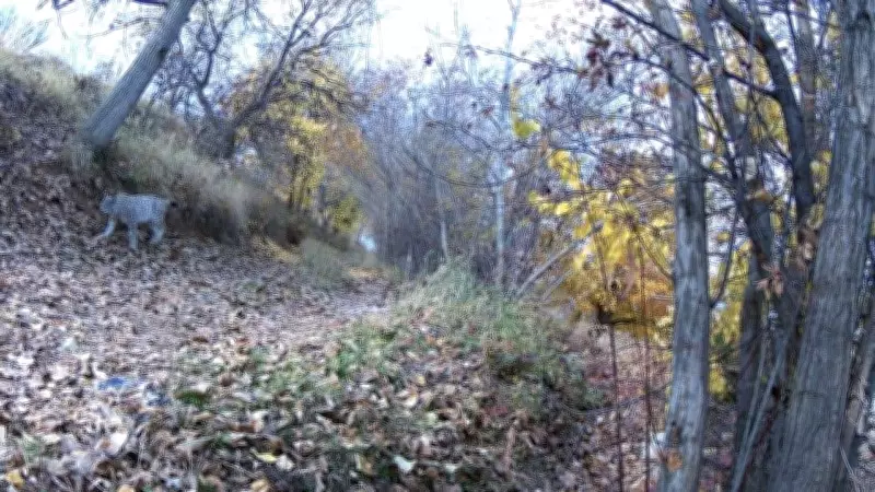 Erzincan'da 'Ormanın Hayaleti' Vaşak Güvenlik Kamerasına Yakalandı