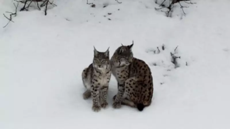 Erzincan'da Vaşak Ailesi Drone ile Karlı Arazide Görüntülendi