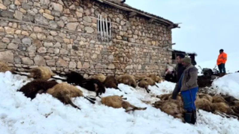 Erzincan'da Yemden Zehirlenme Şüphesi: 80 Koyun Toplu Halde Telef Oldu