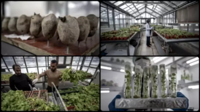 Erzurum'da 20 Yıllık Emek: Yerli ve Milli Patates Çeşitleri Üretiliyor