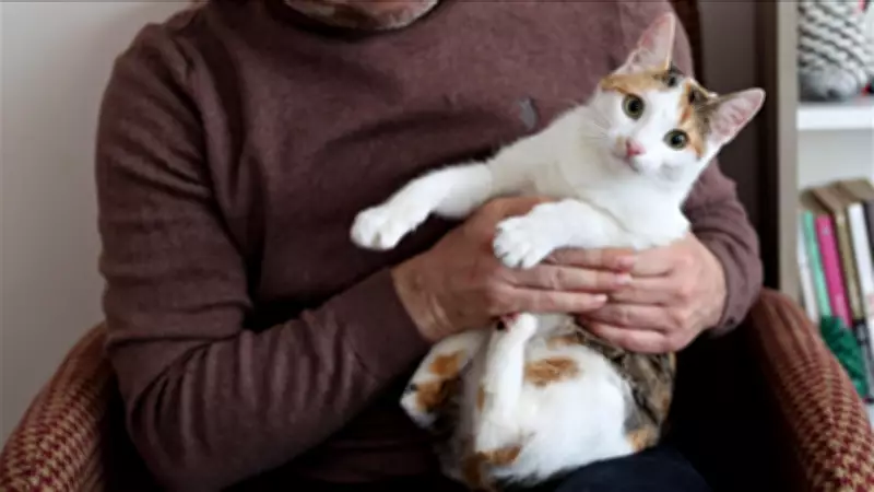 Evde İçilen Sigara Evcil Hayvanları Tehdit Ediyor: Nikotin Değerleri Yüksek Çıktı